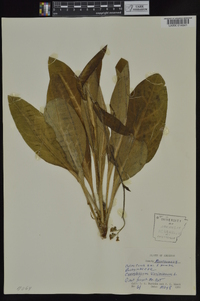 Cynoglossum virginianum image