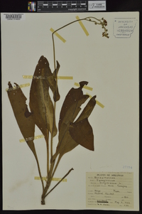 Cynoglossum virginianum image