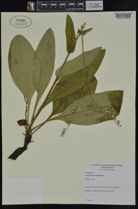 Cynoglossum virginianum image