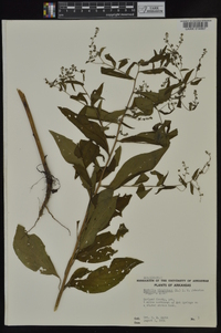 Hackelia virginiana image