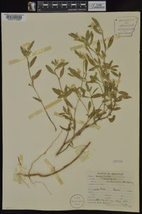 Heliotropium convolvulaceum image