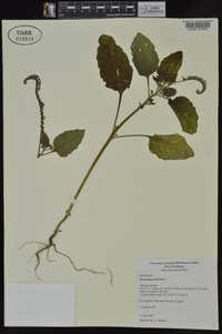 Heliotropium indicum image