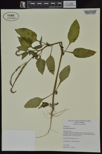 Heliotropium indicum image