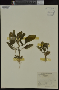 Heliotropium indicum image