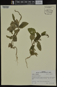 Heliotropium indicum image