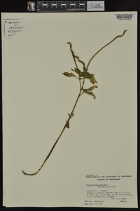 Heliotropium indicum image