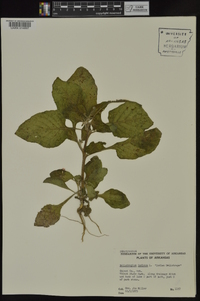 Heliotropium indicum image