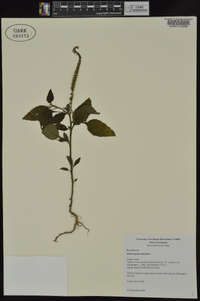 Heliotropium indicum image