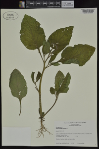 Heliotropium indicum image