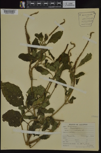 Heliotropium indicum image