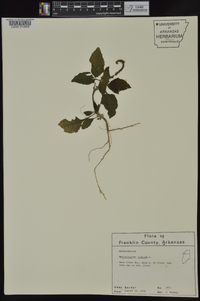 Heliotropium indicum image