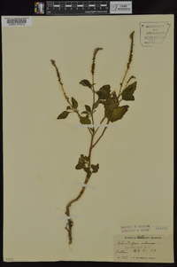 Heliotropium indicum image