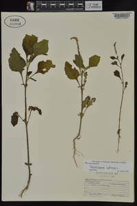 Heliotropium indicum image