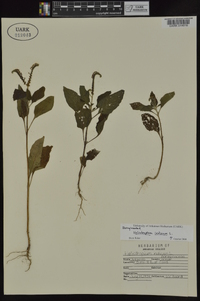 Heliotropium indicum image