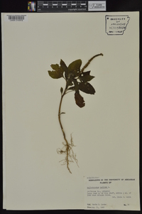 Heliotropium indicum image