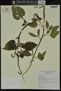 Heliotropium indicum image