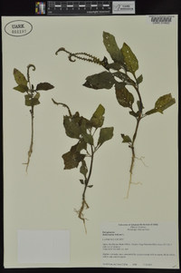 Heliotropium indicum image