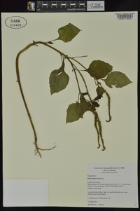 Heliotropium indicum image