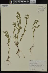 Buglossoides arvensis image