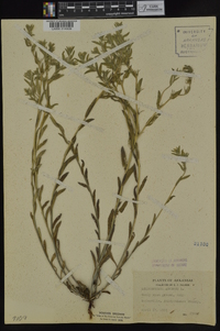 Buglossoides arvensis image