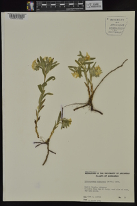 Lithospermum canescens image