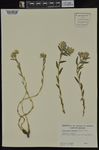Lithospermum canescens image