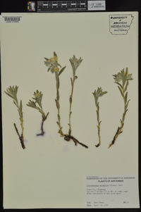 Lithospermum canescens image