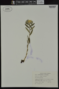 Lithospermum canescens image