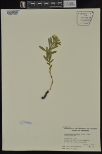 Lithospermum canescens image