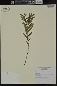 Lithospermum canescens image