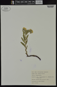 Lithospermum canescens image