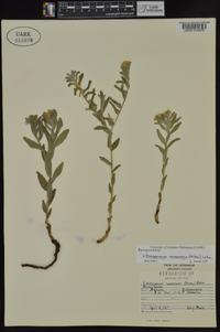 Lithospermum canescens image