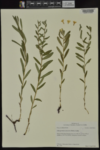 Lithospermum canescens image