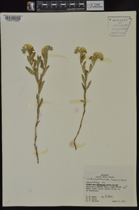 Lithospermum canescens image