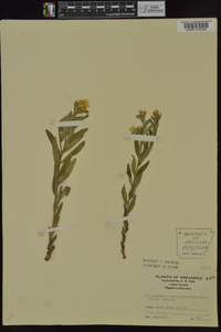 Lithospermum canescens image