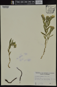 Lithospermum canescens image