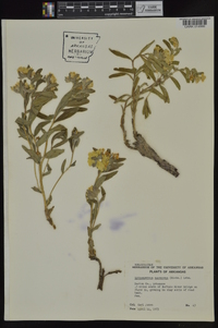 Lithospermum canescens image