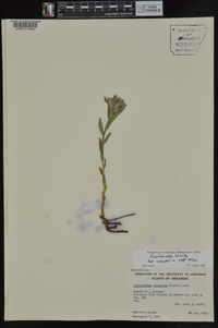 Lithospermum canescens image