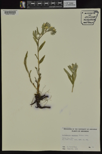 Lithospermum canescens image