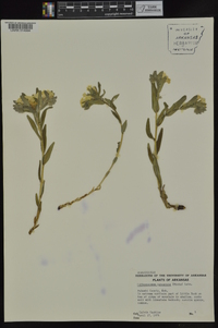 Lithospermum canescens image