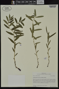 Lithospermum canescens image