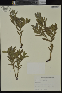 Lithospermum canescens image