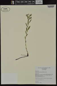 Lithospermum canescens image