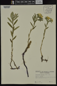 Lithospermum canescens image