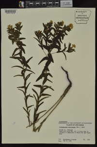 Lithospermum caroliniense image