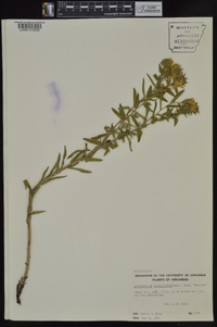 Lithospermum caroliniense image