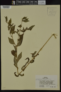 Lithospermum latifolium image