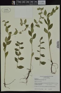 Lithospermum tuberosum image