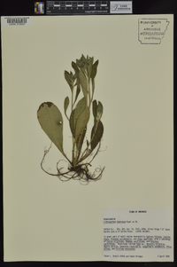 Lithospermum tuberosum image