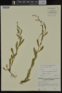 Myosotis macrosperma image